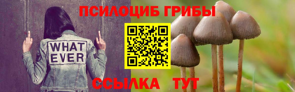 Псилоцибиновые грибы Psilocybine cubensis Солнечногорск